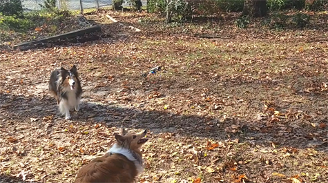 W&M Chancellor Professor of Chemistry Chris Abelt enjoys flying drones around his yard, and his Shelties Rooney and Gilley like to chase them. (Submitted photo)