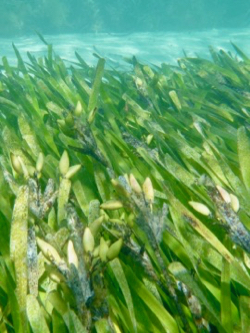 A meadow of Posidonia seagrass plants about to release its ripe, buoyant fruits. (Photo by A. Rossen)