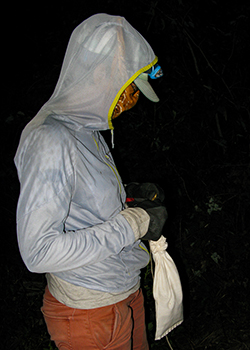 Laura Duval holds a woodpecker in a bird bag ready for placement in an artificial cavity within the Great Dismal Swamp in September 2020. Photo by Bryan Watts.