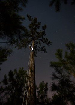Bryan Watts climbs into pine tree to replace cavity screen. Photo by Bobby Clontz.