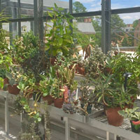 W&M Greenhouse (Courtesy photo)