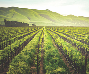 Napa Valley’s Mediterranean climate makes it ideal for growing many types of wine grapes. (Courtesy photo)