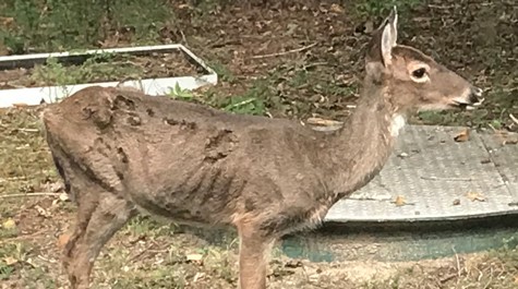 A deer with matted fur and ribs visible