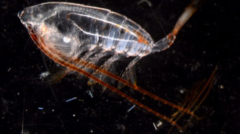 The copepod Neocalanus cristatus