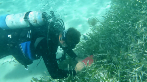 A person in scuba gear looks as a seagrass meadow