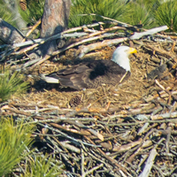 A bald eagle incubates her eggs on a nest 
