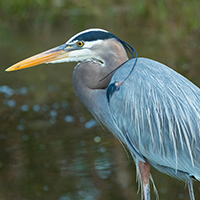A great blue heron stands near a pond