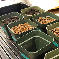 A series of planting pots containing Mars-like soil