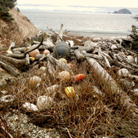 Plastic debris on a remote Gulf of Alaska beach