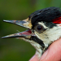 red-cockaded woodpecker 
