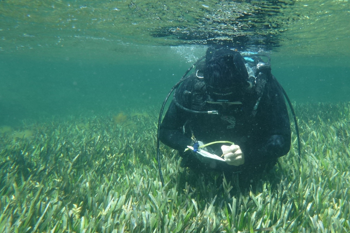Research reveals unique reproductive trait for seagrass - William & Mary News