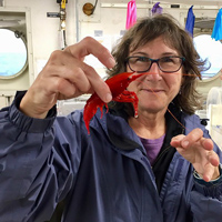 Steinberg holds a deep-sea migrating shrimp collected in a net towed behind a research vessel in the North Pacific. (Photo by Adrian Marchetti)