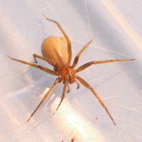 brown recluse spider spinning a web 