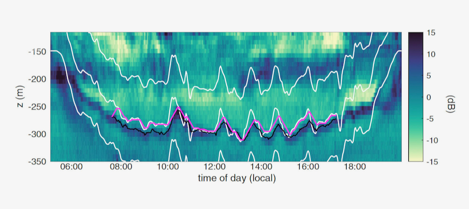Measurements of light intensity (white lines) and zooplankton abundance (black line) with ocean depth (z, in meters) show that when cloud shadows prevent sunlight from reaching as deep in the ocean, zooplankton swim up to stay in water with their preferred brightness. When clouds thin or pass by, zooplankton swim back down. Model results (purple line) show the zooplankton are responding to changes in brightness of only 10% or 20% ― an imperceptible difference to the shipboard crew.