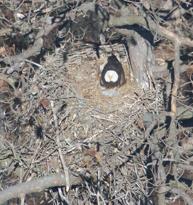 An A-Team view of an eagle nest, as seen from the cockpit of Capt. Fuzzzo’s Cessna. (CCB photo)