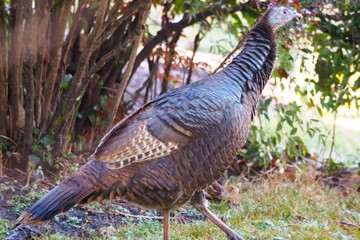 The wild turkey of Griffin Avenue patrols her domain. (Photo by Clay Gibbons)
