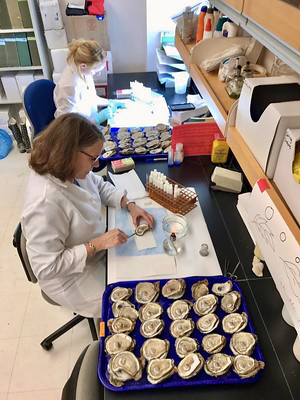 Marine scientists Melanie Kolacy (top) and Rita Crockett of the Virginia Institute of Marine Science prepare to examine Dermo-infected oyster tissues. (Photo by R. Carnegie/VIMS)