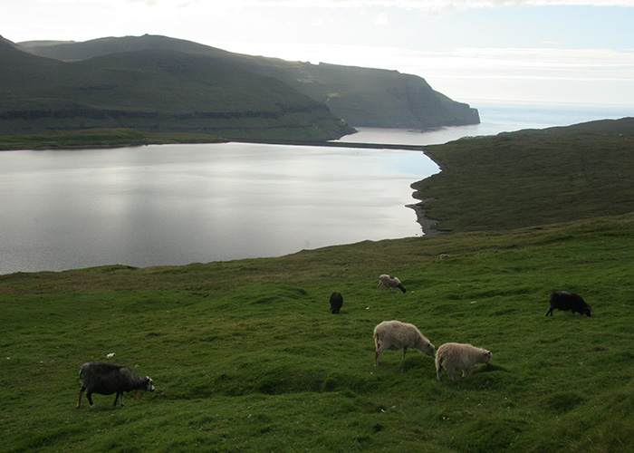 The discovery of sedimentary sheep DNA provides evidence that humans introduced livestock to the Faroe Islands centuries before the Viking-age settlement period documented in existing archaeological record. (Photo by Raymond Bradley/UMass Amherst)