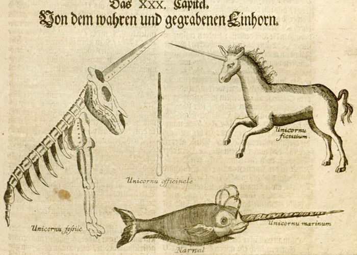 Unicorn and Narwhal. Michael Bernhard Valentini,”Museum Museorum” (Frankfurt am Main: in Verlegung Johann David Zunners, 1704)  