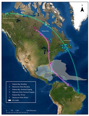 McKenzie Delta Path en verde;  Ruta de la bahía de Hudson en rosa.  (Mapa del Centro de Biología de la Conservación)