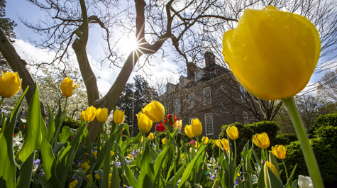 Yellow tulips in front of a large, brick building with the sun shining through a tree
