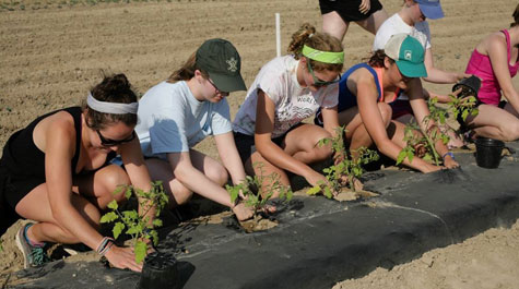 Students in a row planting plants