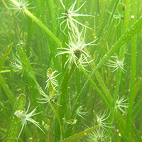 Underwater photo from the tidal freshwater flats of the upper Chesapeake Bay