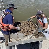 Two researchers collect oysters from the waters of the Chesapeake Bay
