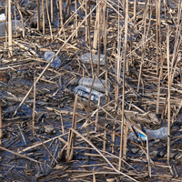 Plastic bottles float among reeds in a marsh