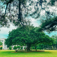 Green tree on college campus