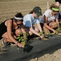 Students in a row planting plants