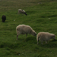 sheep graze in pasture