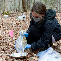 Student sets out a mixture of sand and sunflower seed in the College Woods