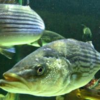 A striped bass under water