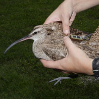 A whimbrel sports its solar-powered tracking device