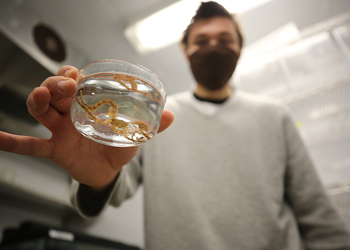 Augie Davis ’22 prepares mature brittlestars for spawning inside the Allen Lab at William &amp; Mary. (Photo by Stephen Salpukas)