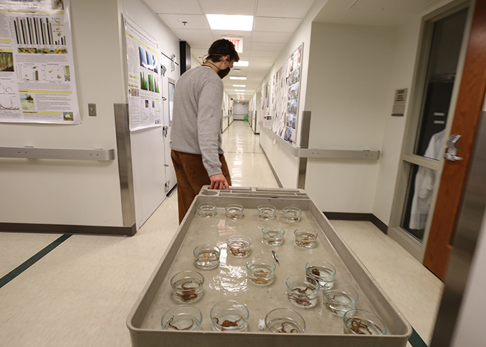 Augie Davis ’22 pedals a pushcart loaded with little bowls of brittlestars around the second floor of William &amp; Mary’s Integrated Science Center. (Photo by Stephen Salpukas)