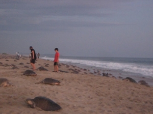 About 250,000 sea turtles made their way to shore to lay eggs. (Photo by Rebecca Eichler)