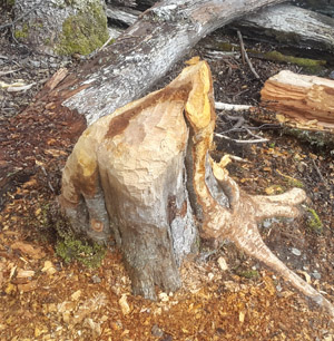 Beaver damage to a tree (Photo courtesy of Mara Dicenta)