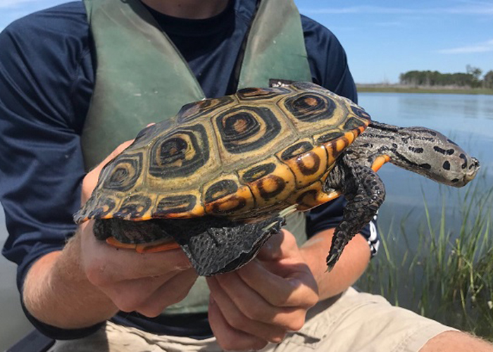 A terrapin found by Abigail Belvin '20, who conducted an ecological study on the diamondback terrapins that live on the Catlett Islands in the York River as part of work for a Charles Center Summer Research Grant. (Courtesy photo)