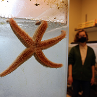 Alexis Reece ’22 stands beside a sea star tank inside the Allen Lab’s aquarium at William & Mary’s Integrated Science Center. 