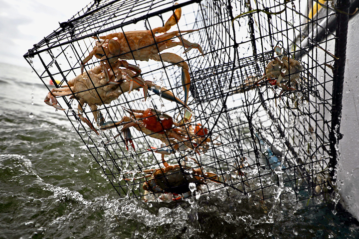 VIMS survey reveals crabbers' preferences for managing derelict gear - Vimarsana News