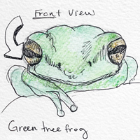 Green tree frog sketch
