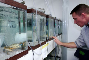 VIMS post-doctoral fellow Terry Miller checks in on blue crabs as part of the Hematodinium study. Courtesy of VIMS.