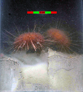 5-cm diameter sea urchins caught with the sediment profile camera in the central Powell Basin of the Scotia Sea at a depth of 6,414 feet (1,955 meters). By Robert J. Diaz.