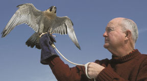 Byrd holds a falcon. Courtesy of Mitchell Byrd.