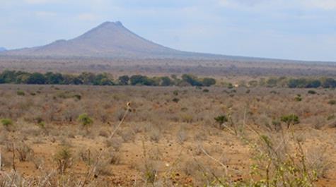 Patel among the Maasai