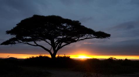 Patel among the Maasai