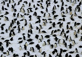 Adelie penguins are at risk from DDT. Courtesy Australian Antarctic Division.