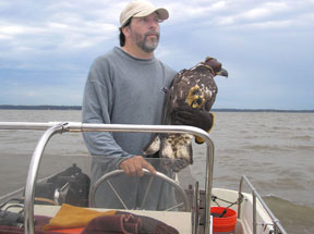 Bryan Watts cradles a female bald eagle during field work in the Chesapeake Bay. The eagle is hooded and secured to prevent injury to bird or researchers. Photo courtesy the Center for Conservation Biology